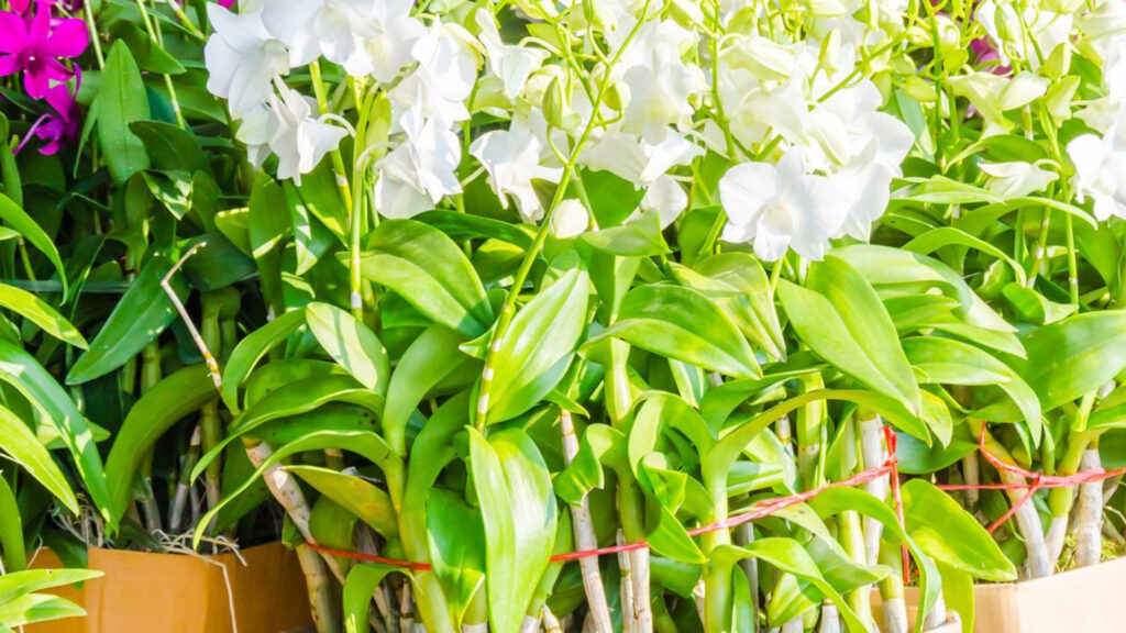 Passe limão na sua orquídea e veja o que acontece em poucos segundos