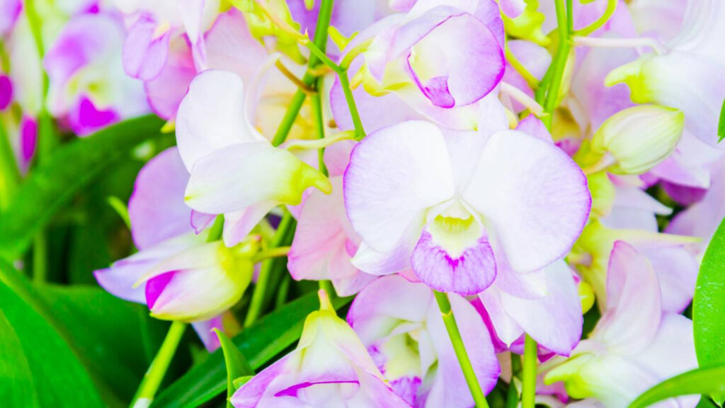 Passe limão na sua orquídea e veja o que acontece em poucos segundos