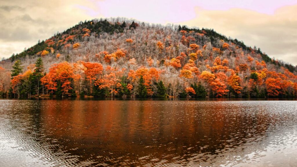 O pequeno peixe que impulsionou a recuperação ambiental no coração dos EUA