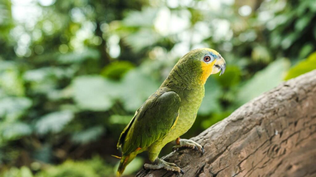 Como ensinar um papagaio ou calopsita a falar sem estressar o animal