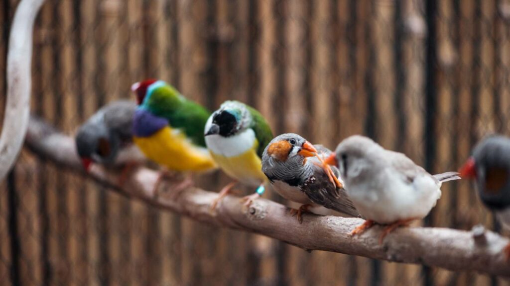 Nomes para seu bebê inspirados em pássaros