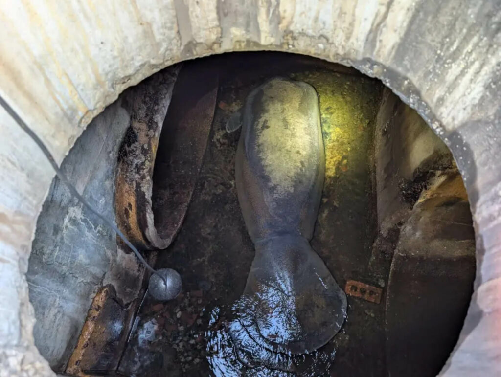 SeaWorld resgata peixe-boi de um bueiro em Orlando
