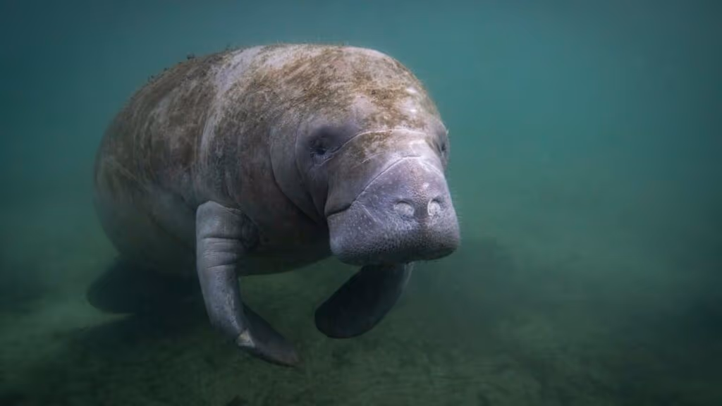 SeaWorld resgata peixe-boi de um bueiro em Orlando