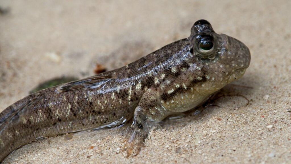 O peixe que vive fora d’água e domina o manguezal