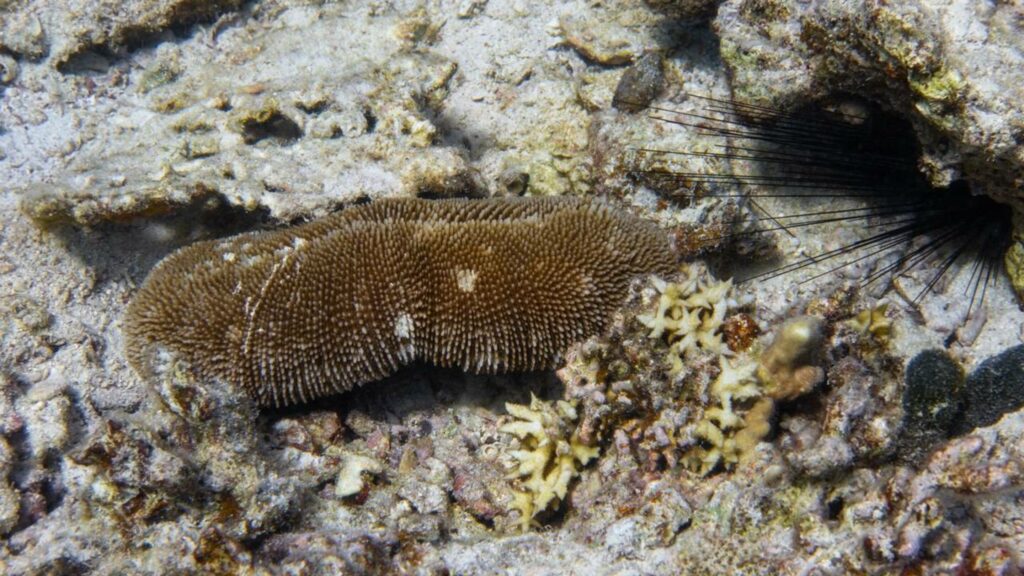 O segredo explosivo do traseiro mais mortal dos oceanos