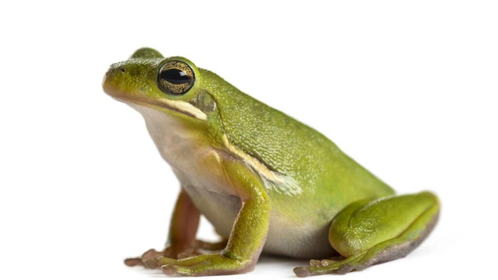 Perereca