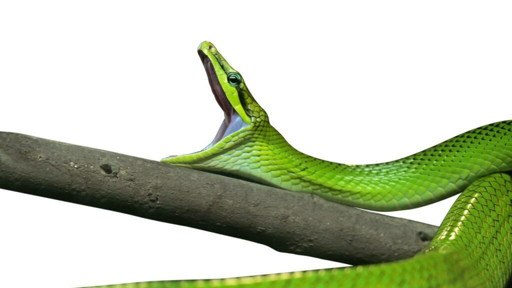 Picada ou mordida de cobra, qual é a diferença?