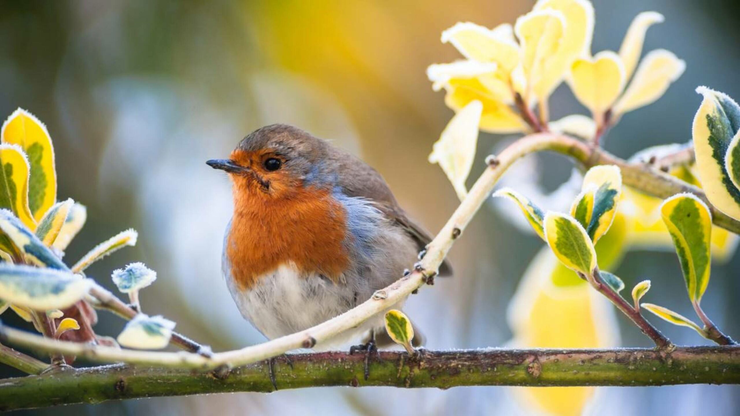 A ciência quântica pode explicar a migração dos pássaros