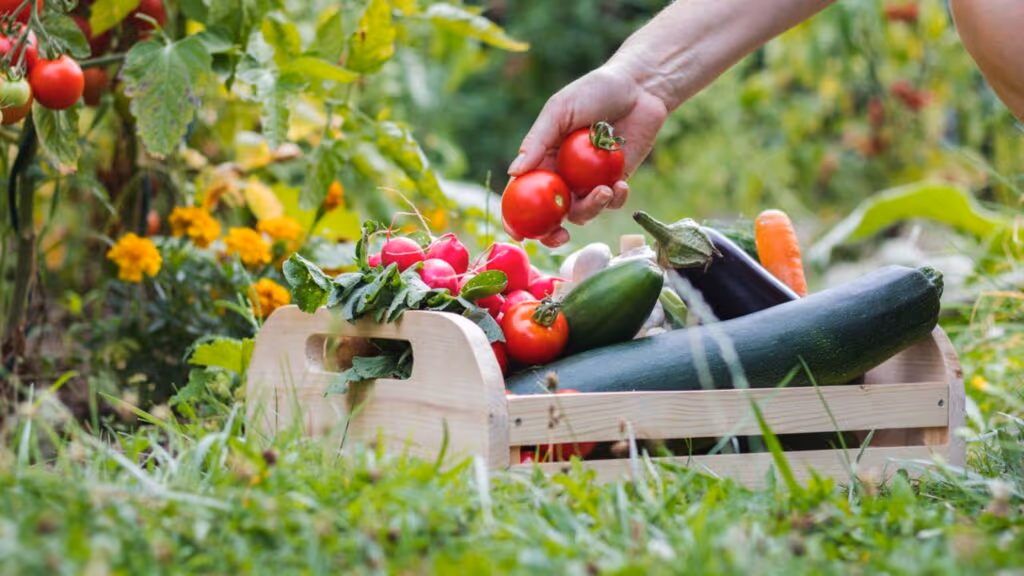 Melhores alimentos para plantar em casa e ter comida garantida o ano todo