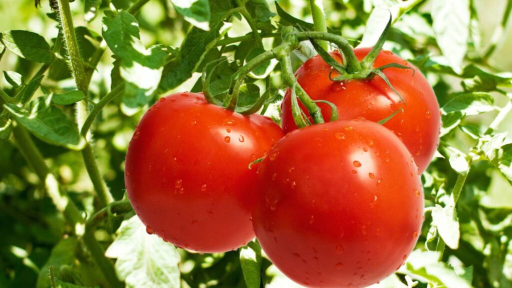 Como plantar tomate do jeito certo e ter um plantio de sucesso do início à colheita