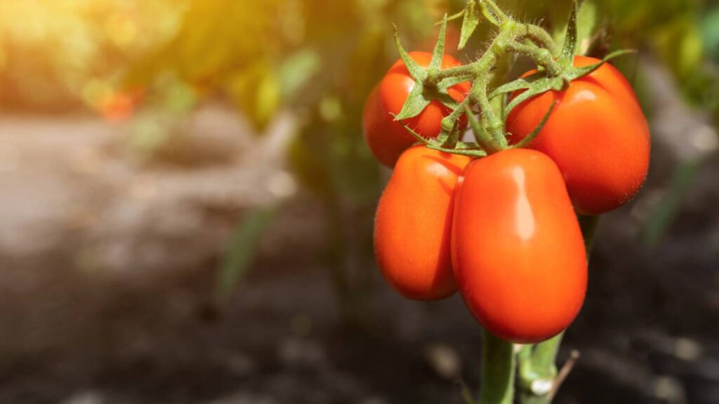 Como plantar tomate do jeito certo e ter um plantio de sucesso do início à colheita