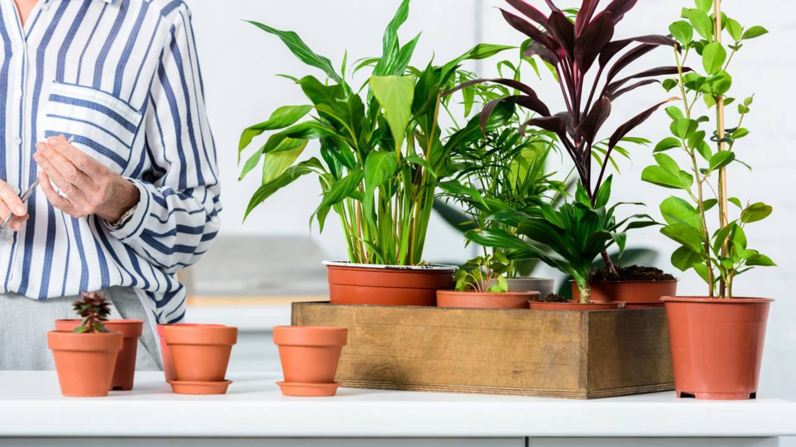 Plantas para apartamento pequeno que deixam o ambiente mais bonito sem dar trabalho