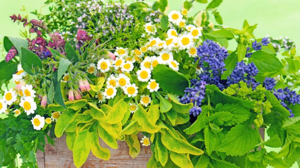 10 plantas medicinais para ter em casa e aproveitar seus benefícios naturais