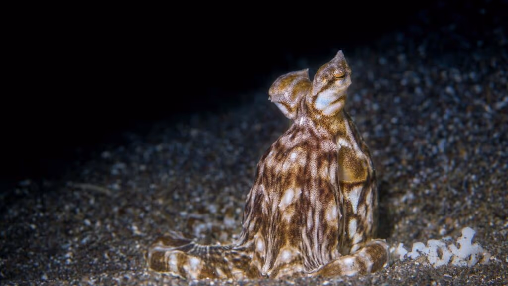 O “mestre dos disfarces” do fundo do mar