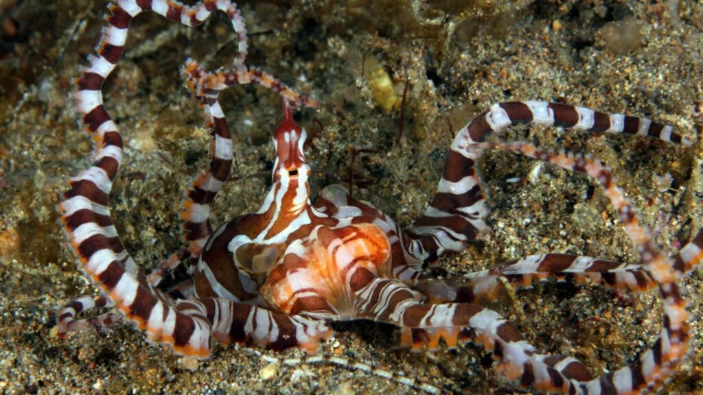 O "mestre dos disfarces" do fundo do mar