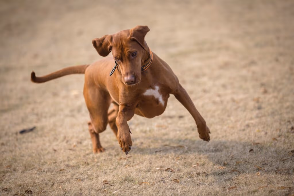 Cachorro andando em círculos pode indicar problema? Entenda as causas e quando se preocupar