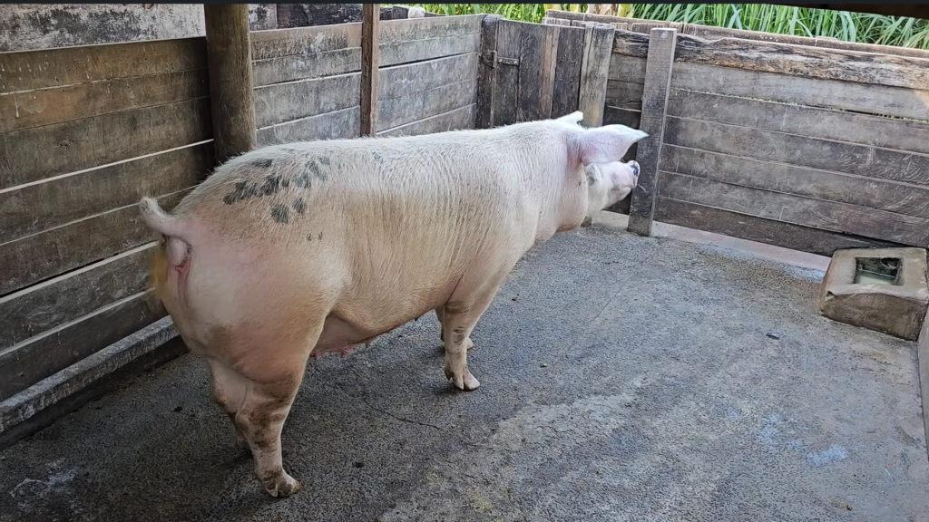 Cruzei porcos gigantes na roça e ninguém esperava esse resultado