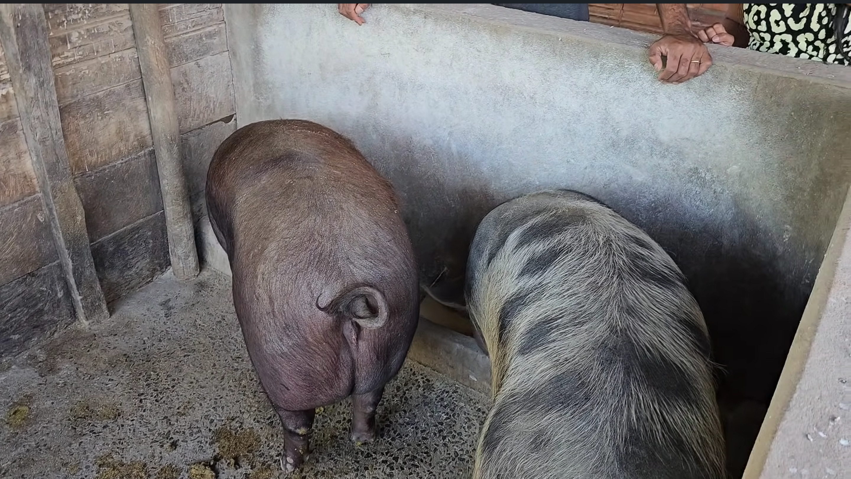 Cruzei porcos gigantes na roça e ninguém esperava esse resultado