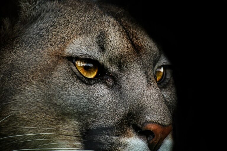 Puma: 10 curiosidades incríveis sobre esse felino