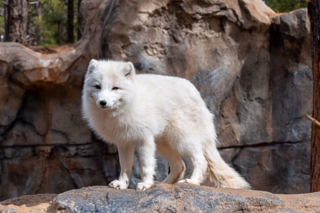 Raposa-do-ártico: 7 curiosidades sobre esse animal que vive no frio extremo