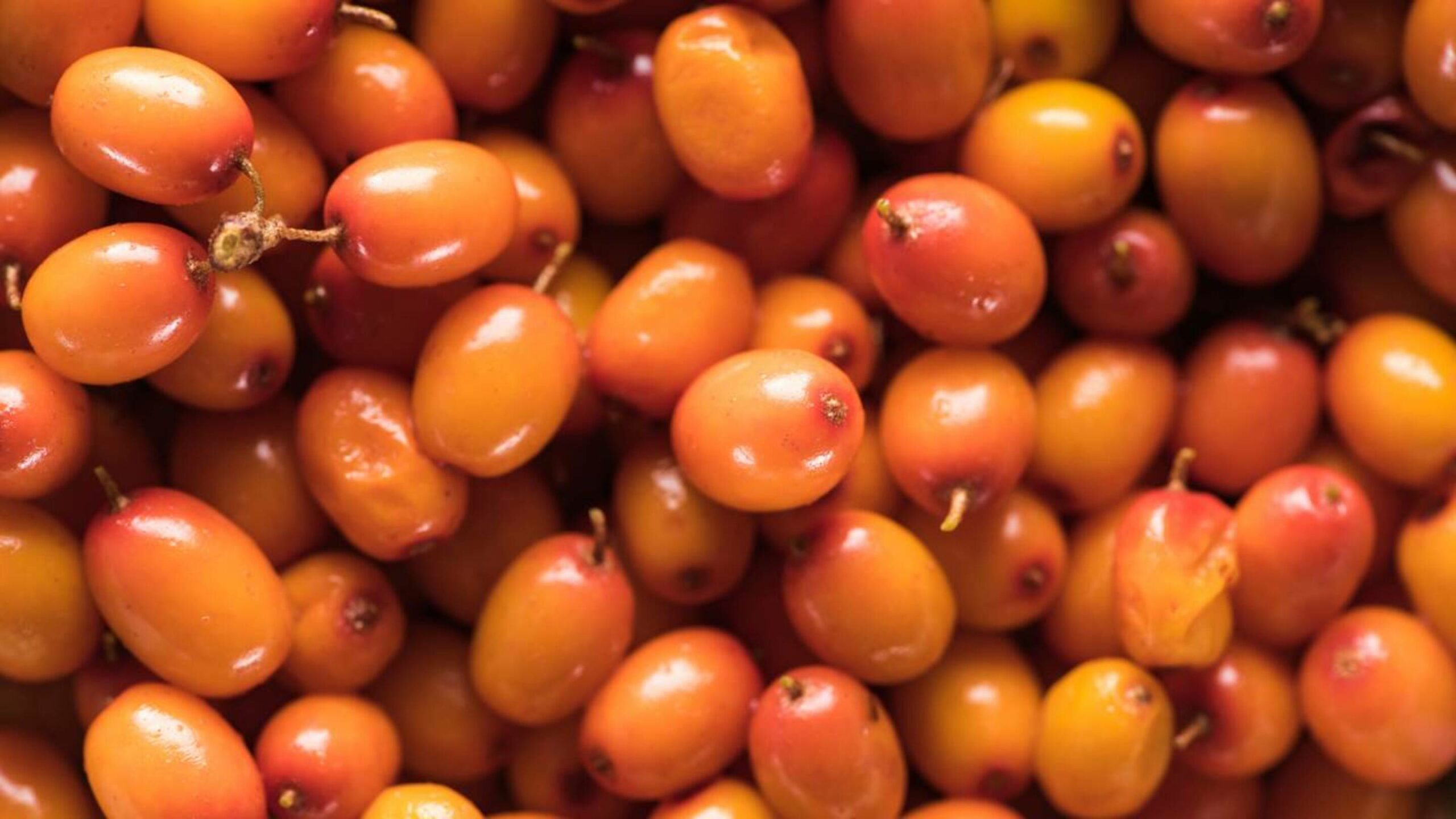 Essa frutinha substitui 4 suplementos de uma vez só