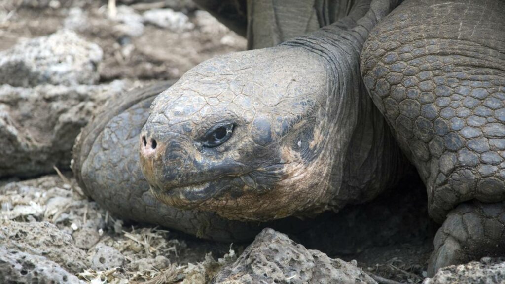 Tartarugas gigantes de Floreana voltam após 180 anos