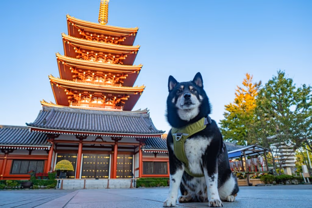 10 nomes para cachorro inspirados em lugares do mundo 