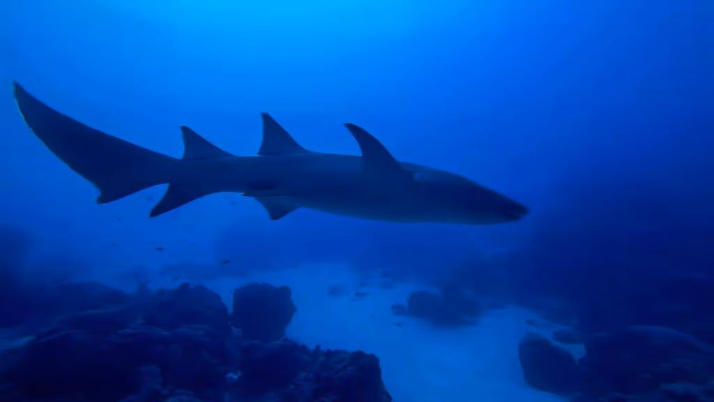 Por que esses tubarões estão se aproximando cada vez mais da costa?