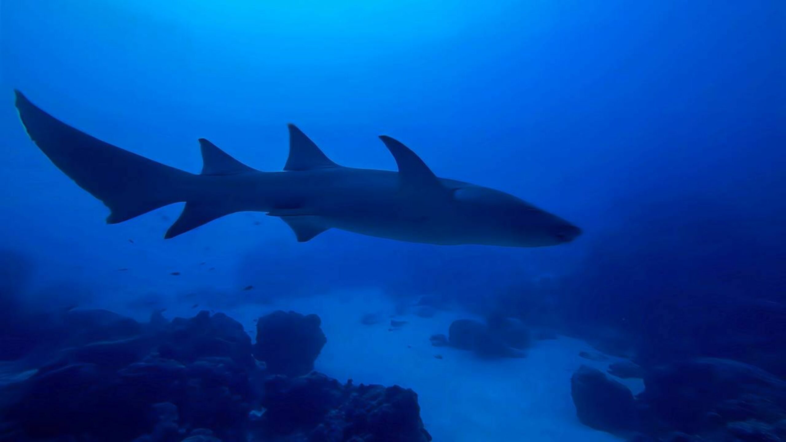 Por que esses tubarões estão se aproximando cada vez mais da costa?