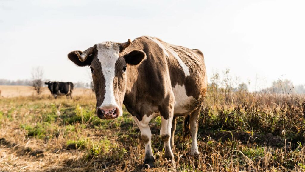 Cientistas descobrem que o “muuu” das vacas têm sotaque