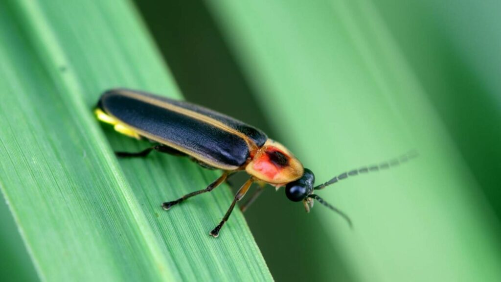 De onde vem a luz dos vagalumes?