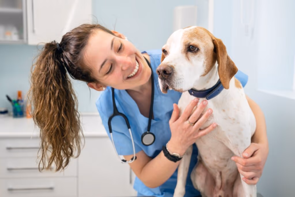 Leishmaniose Visceral Canina: conheça os sintomas da doença e as formas de transmissão