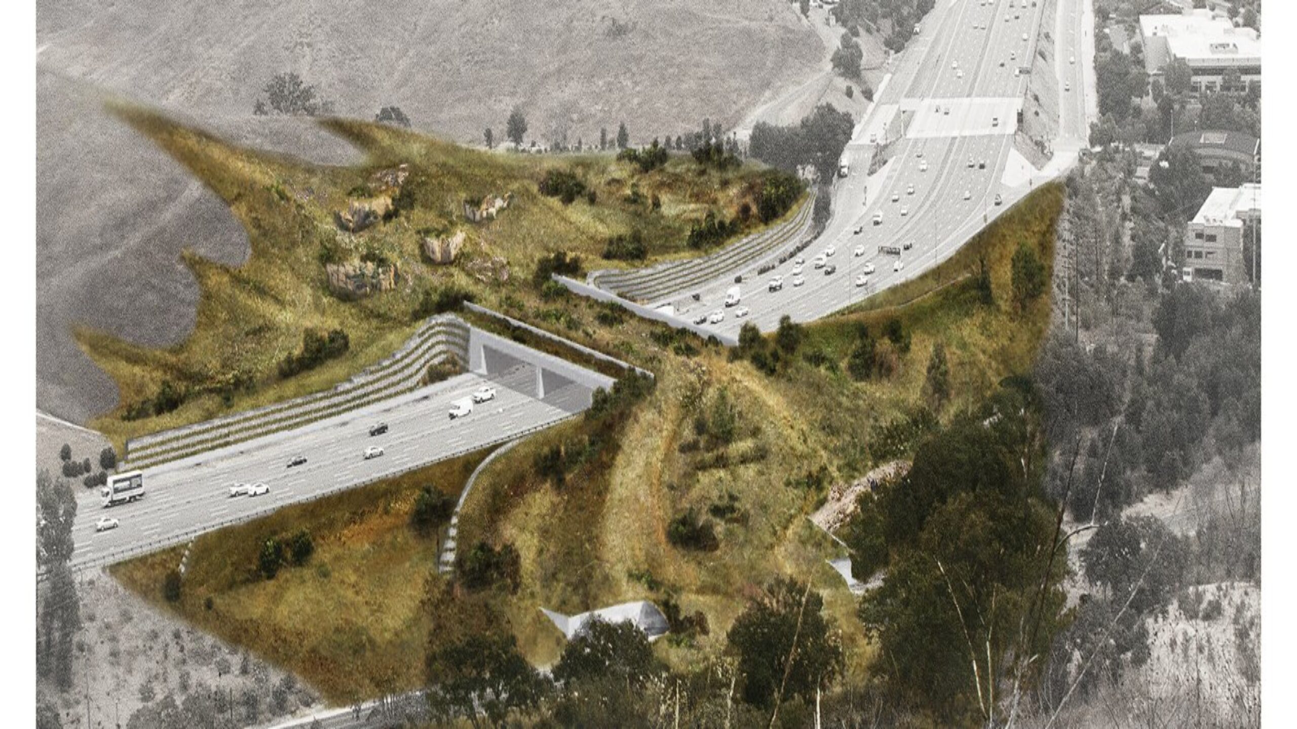 É sério! Califórnia constrói ponte de R$ 100 milhões para uso exclusivo de onças, veados e cobras