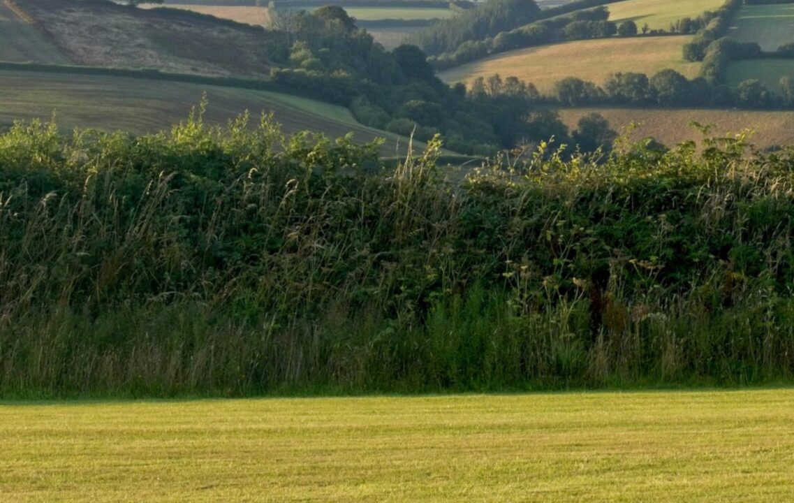 Mega cerca-viva conecta parques e salva 2.000 espécies na Inglaterra