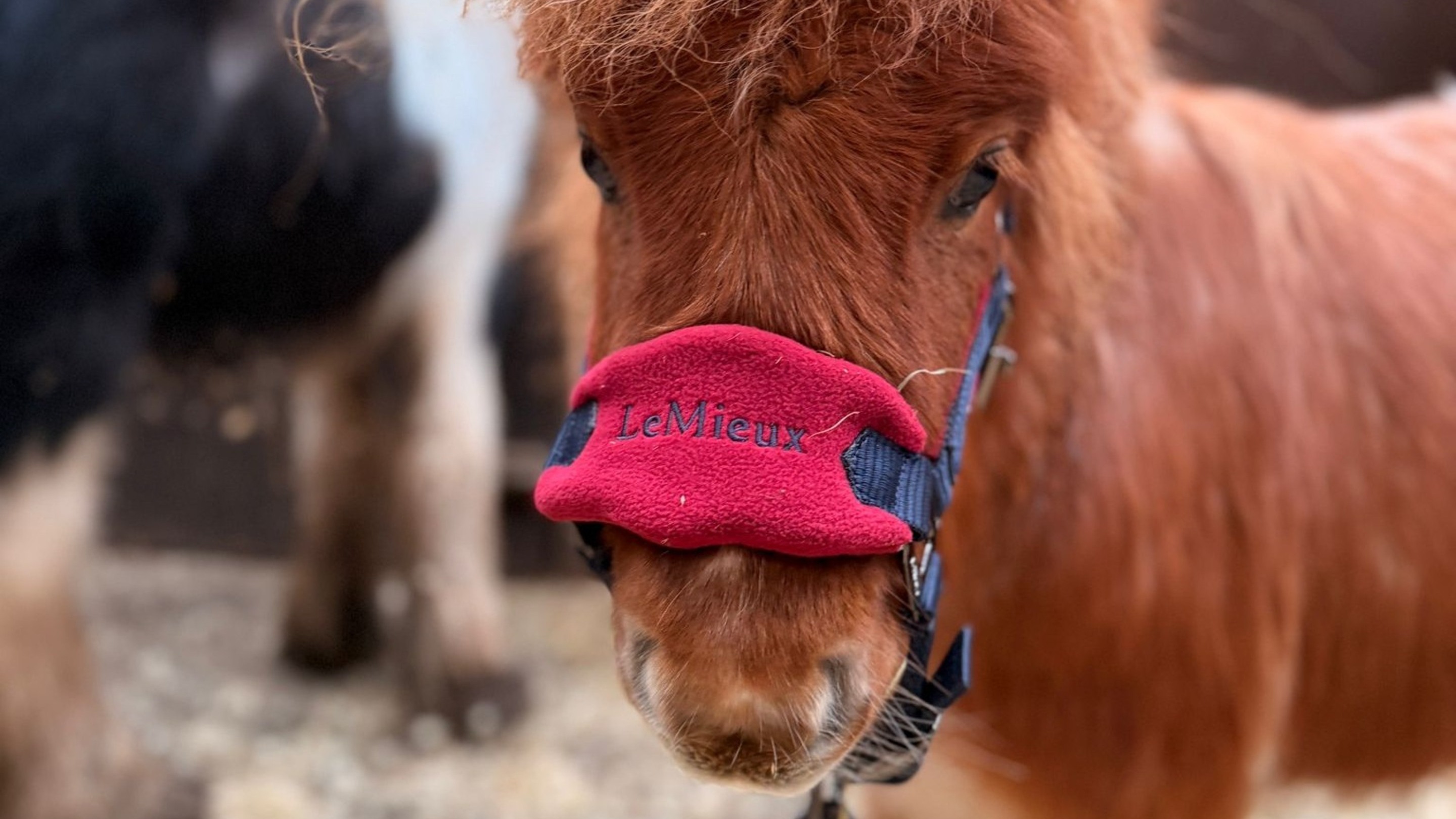 Doente, minúsculo e quase sem chance, ele enganou a morte e virou a maior atração do centro de resgate