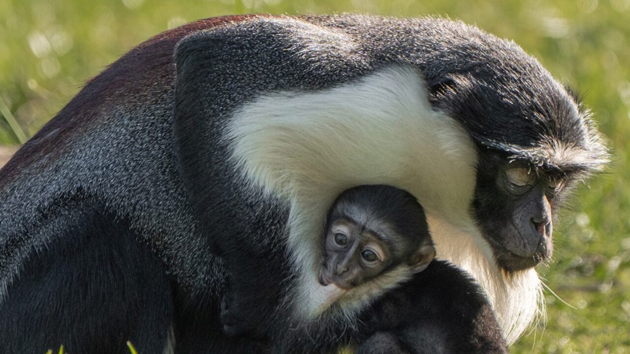 Macaco à beira da extinção “respira” com nascimento em cativeiro