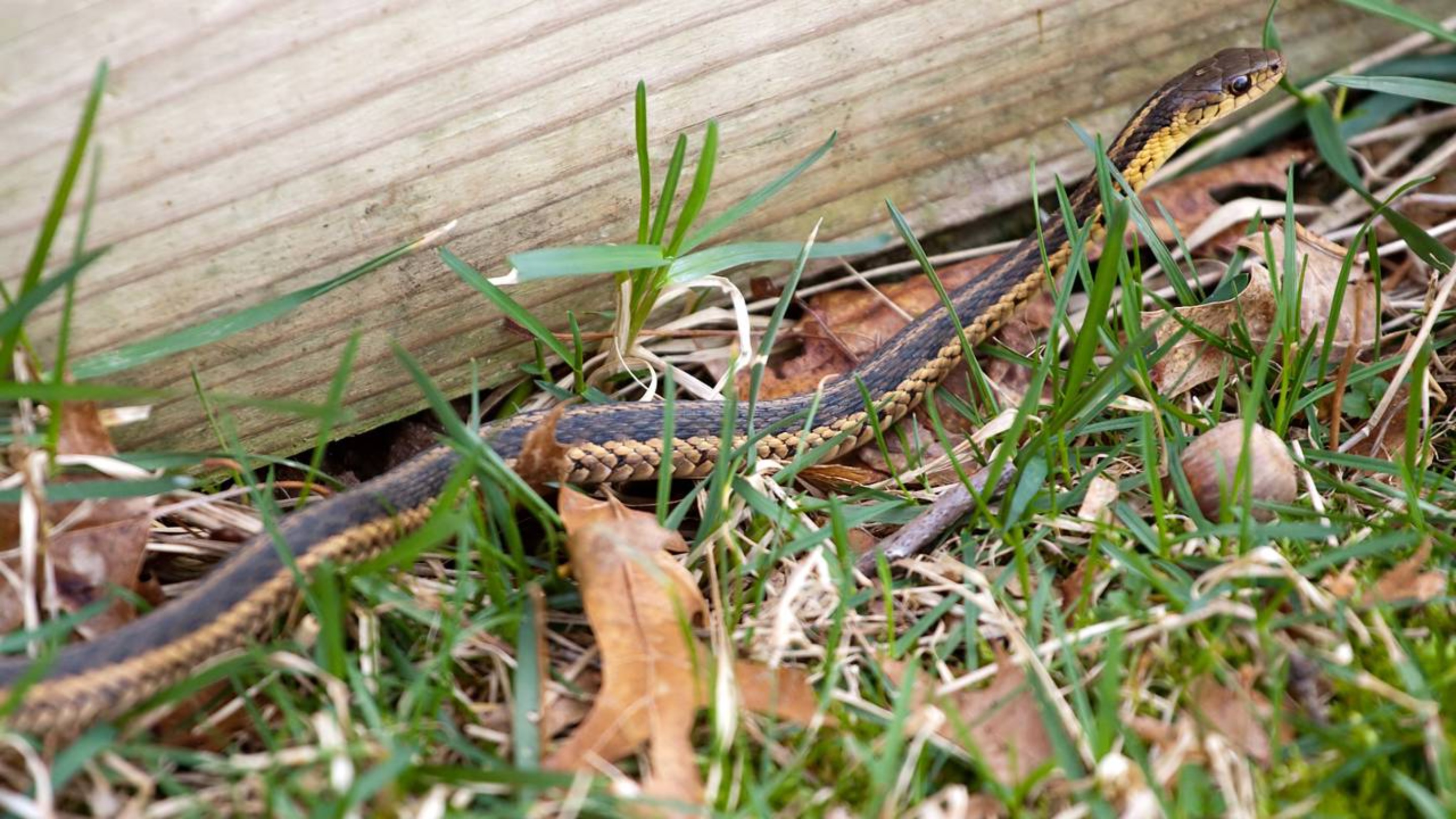 7 maneiras de manter cobras longe de casa sem precisar de sal