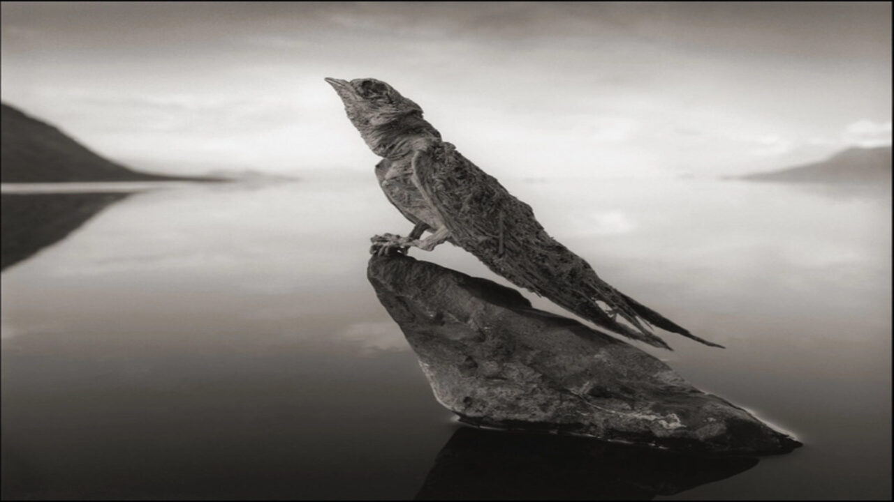 O lago que transforma animais em pedra e o mistério que intriga quem conhece esse lugar