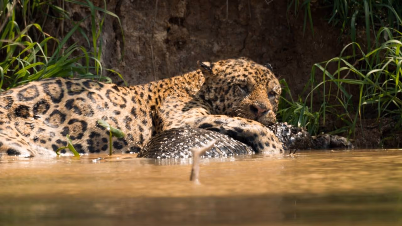A força brutal da onça-pintada: o que ninguém conta sobre a maior caçadora de jacarés das Américas
