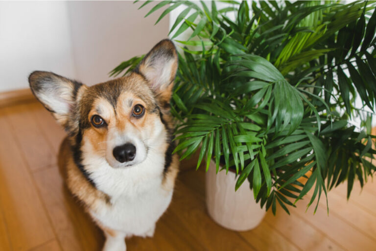 Plantas tóxicas: veja os riscos para cães e gatos