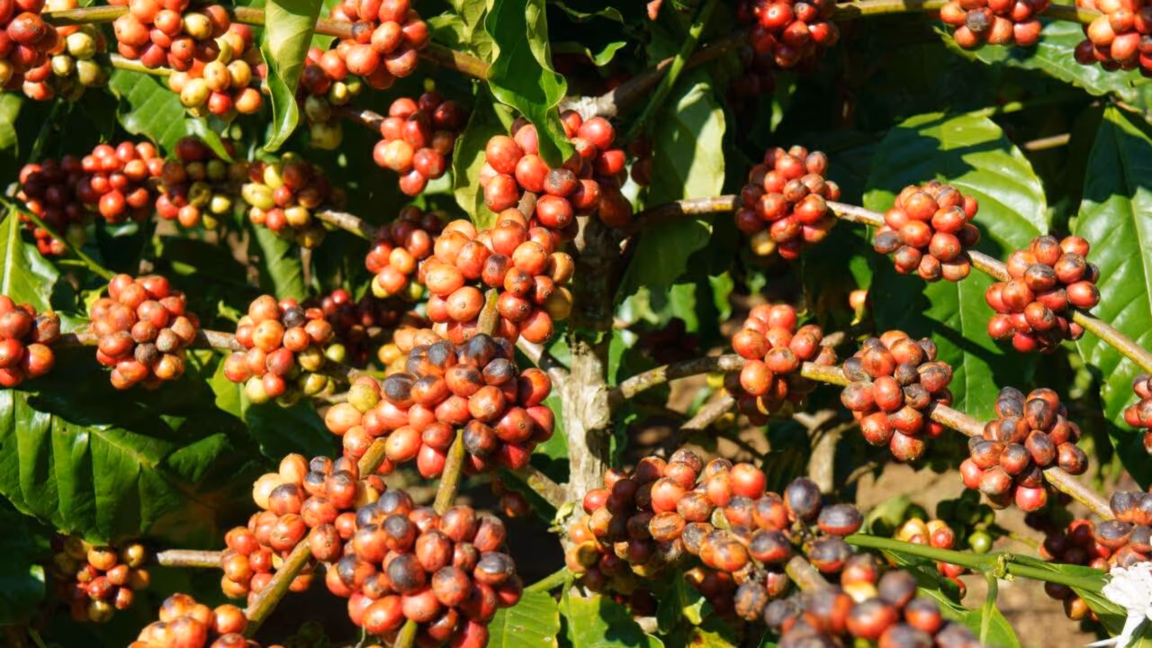 Agricultor brasileiro busca alcançar $20.000 por saco de tipo raro de café