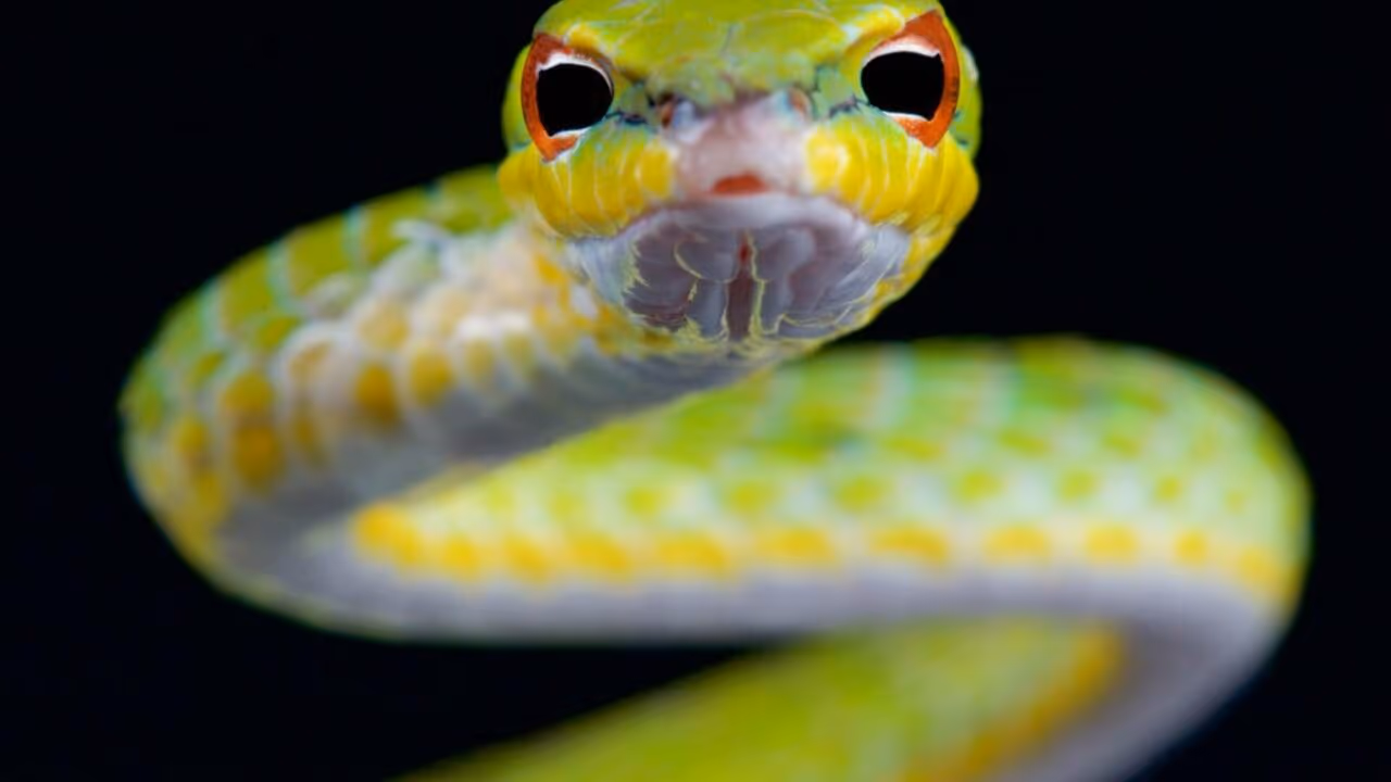 Essa cobra não morde, mas ela julga
