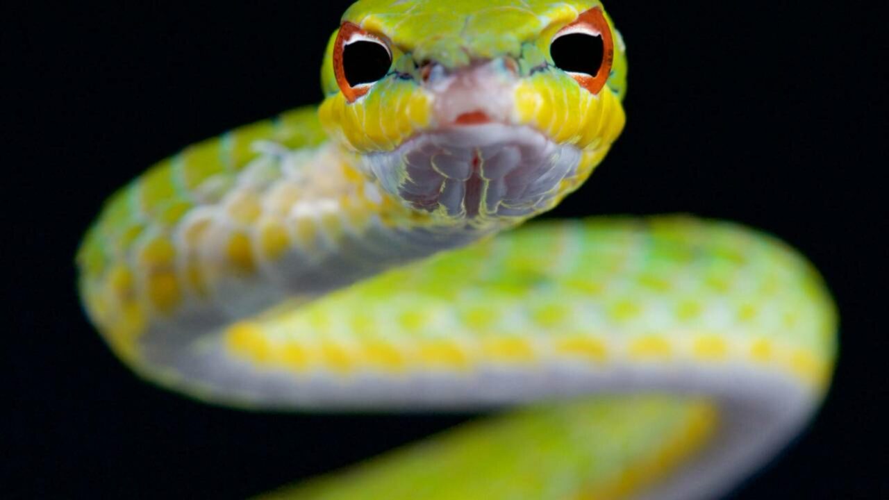 Essa cobra não morde, mas ela julga