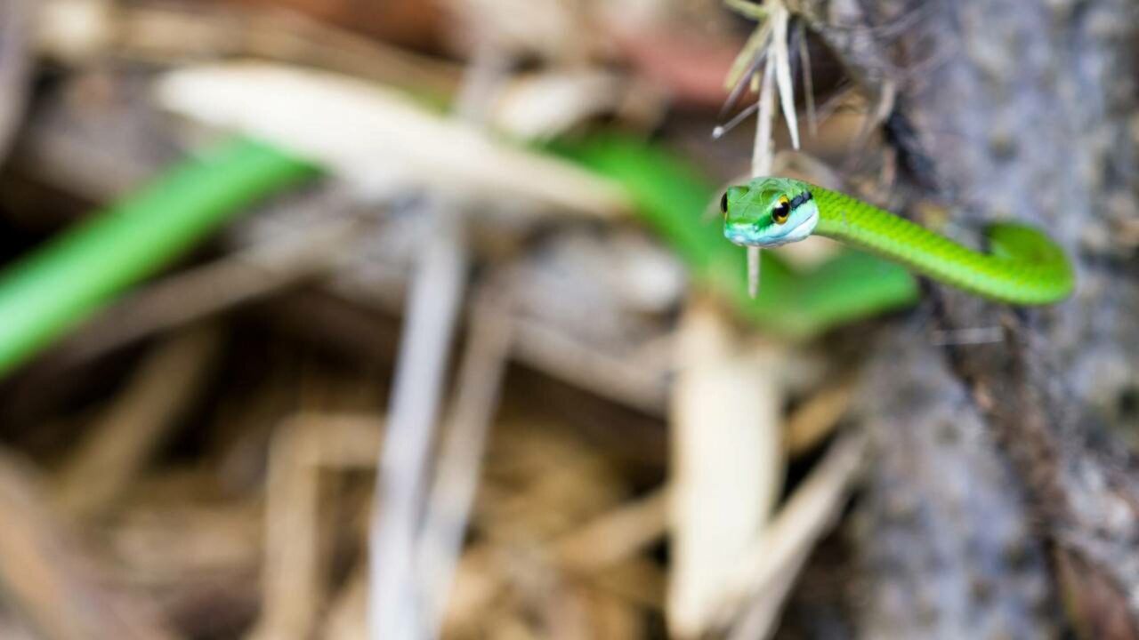 Essa cobra não morde, mas ela julga