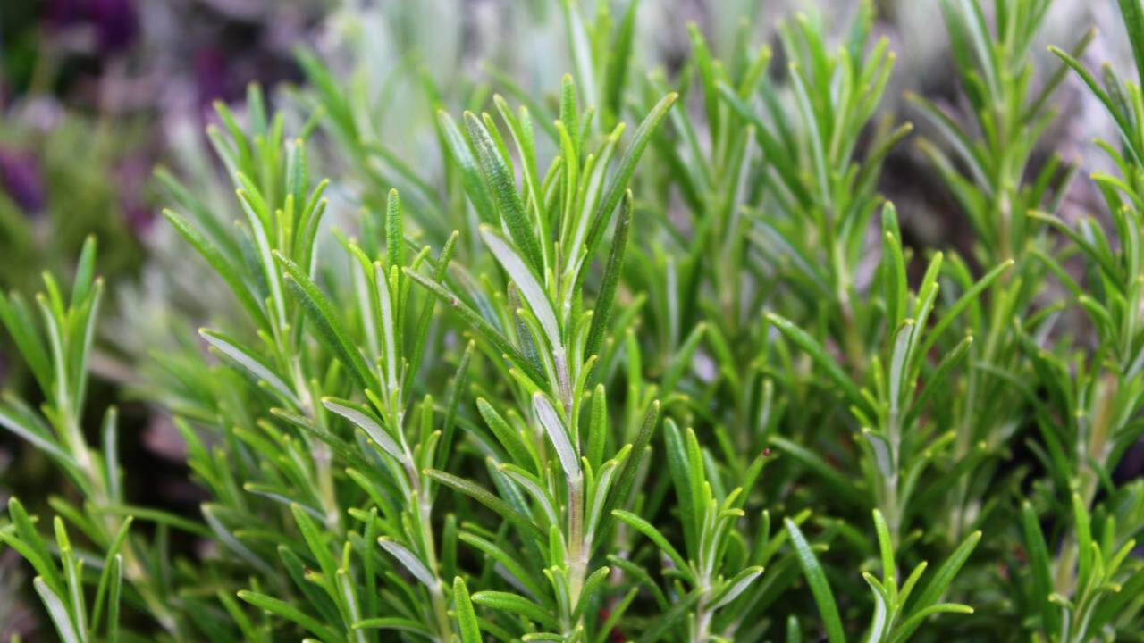 Essas plantas que afastam baratas podem ajudar a manter sua casa livre desses insetos de forma natural