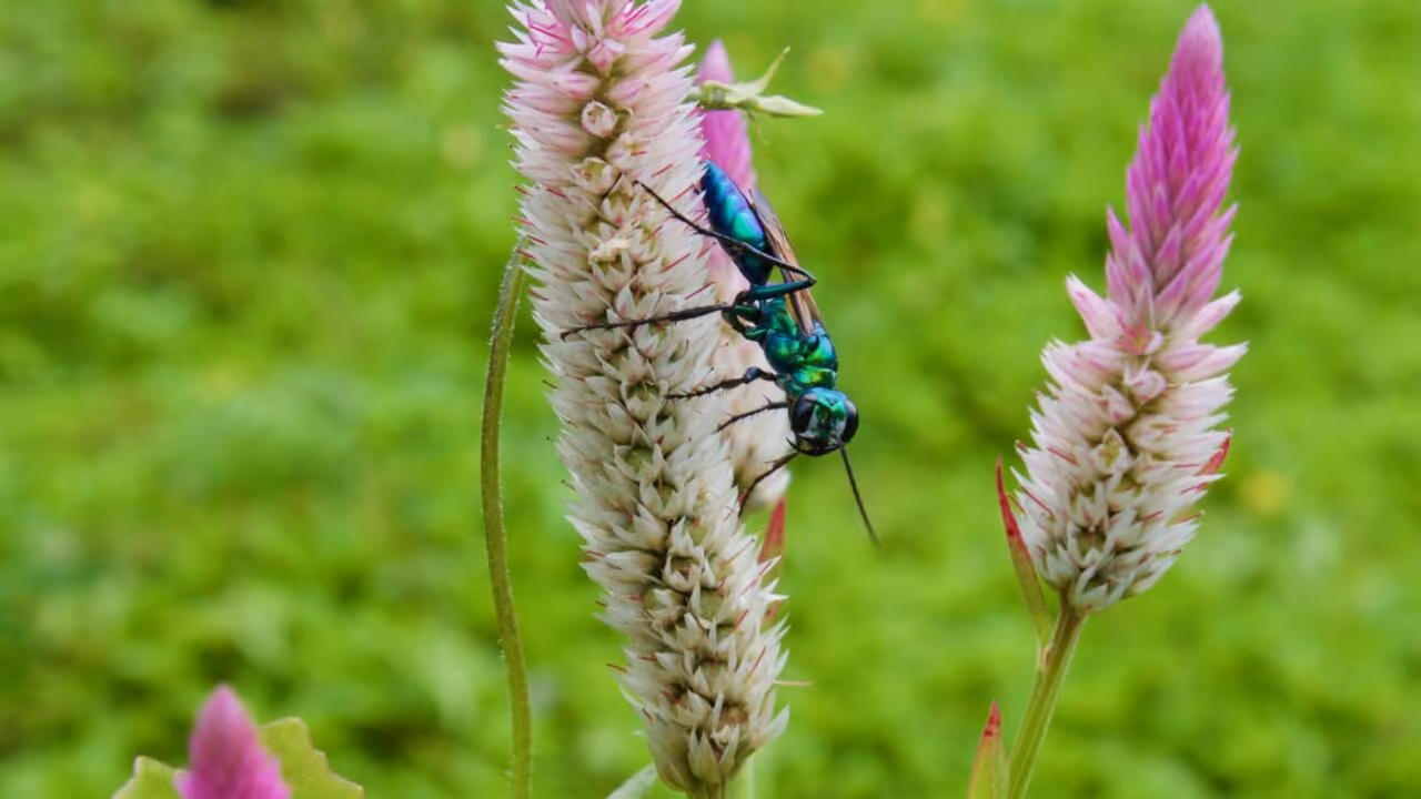 Vespa-joia transforma baratas em “zumbis”