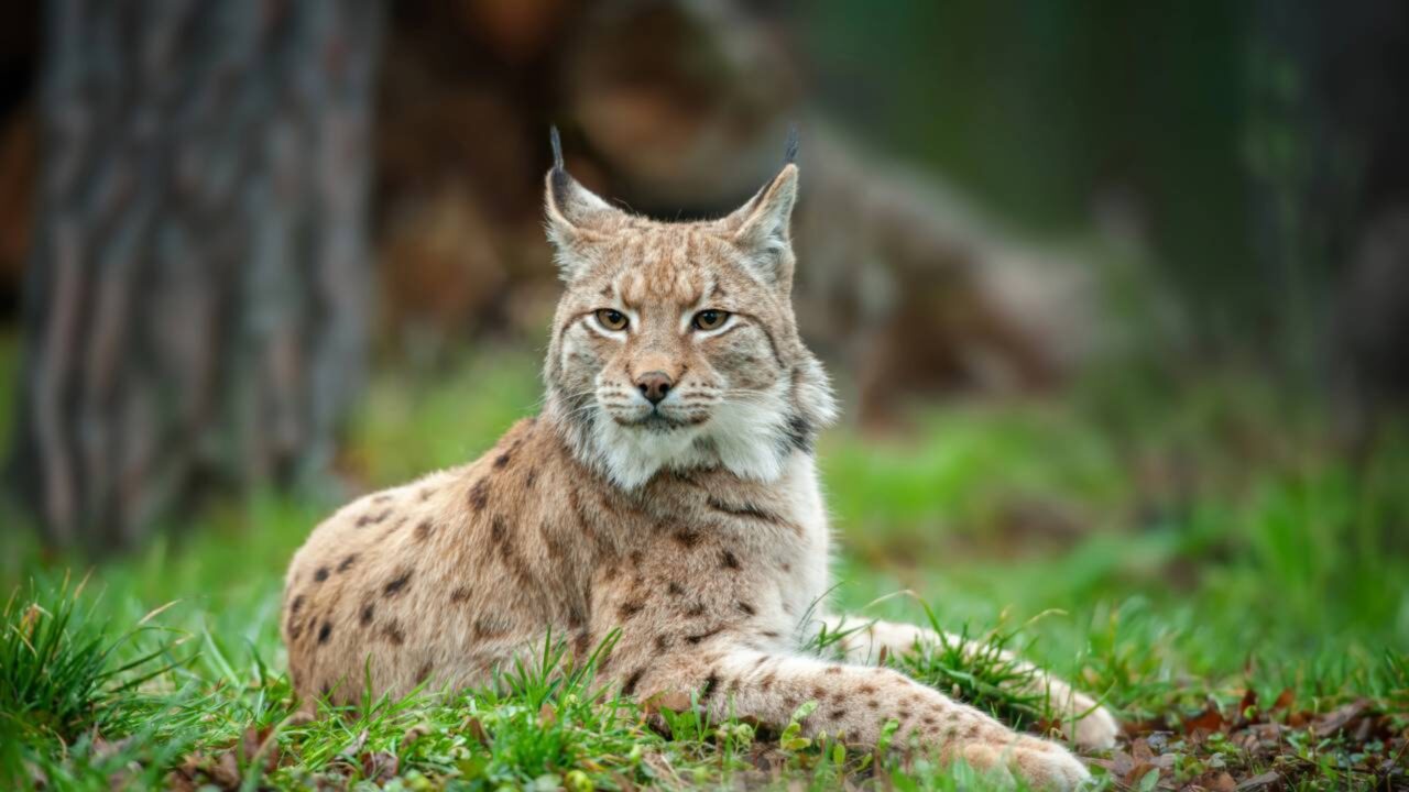 Caçador é condenado a pagar $100.800 por matar lince-ibérico