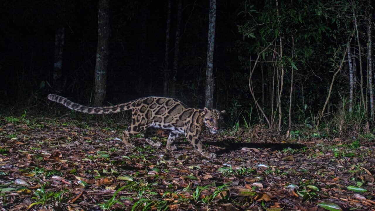 Câmera escondida faz registro de uma das espécies felinas mais raras do mundo