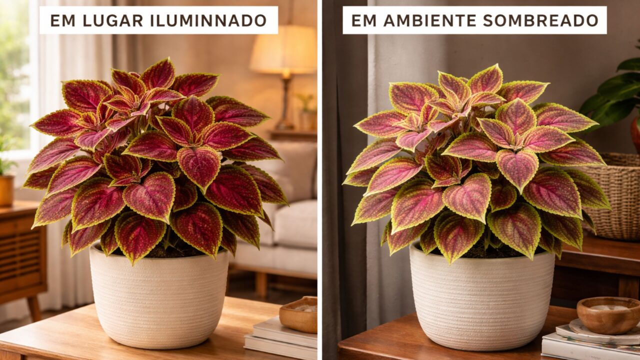 Essa planta que muda de cor com o ambiente está deixando muita gente curiosa