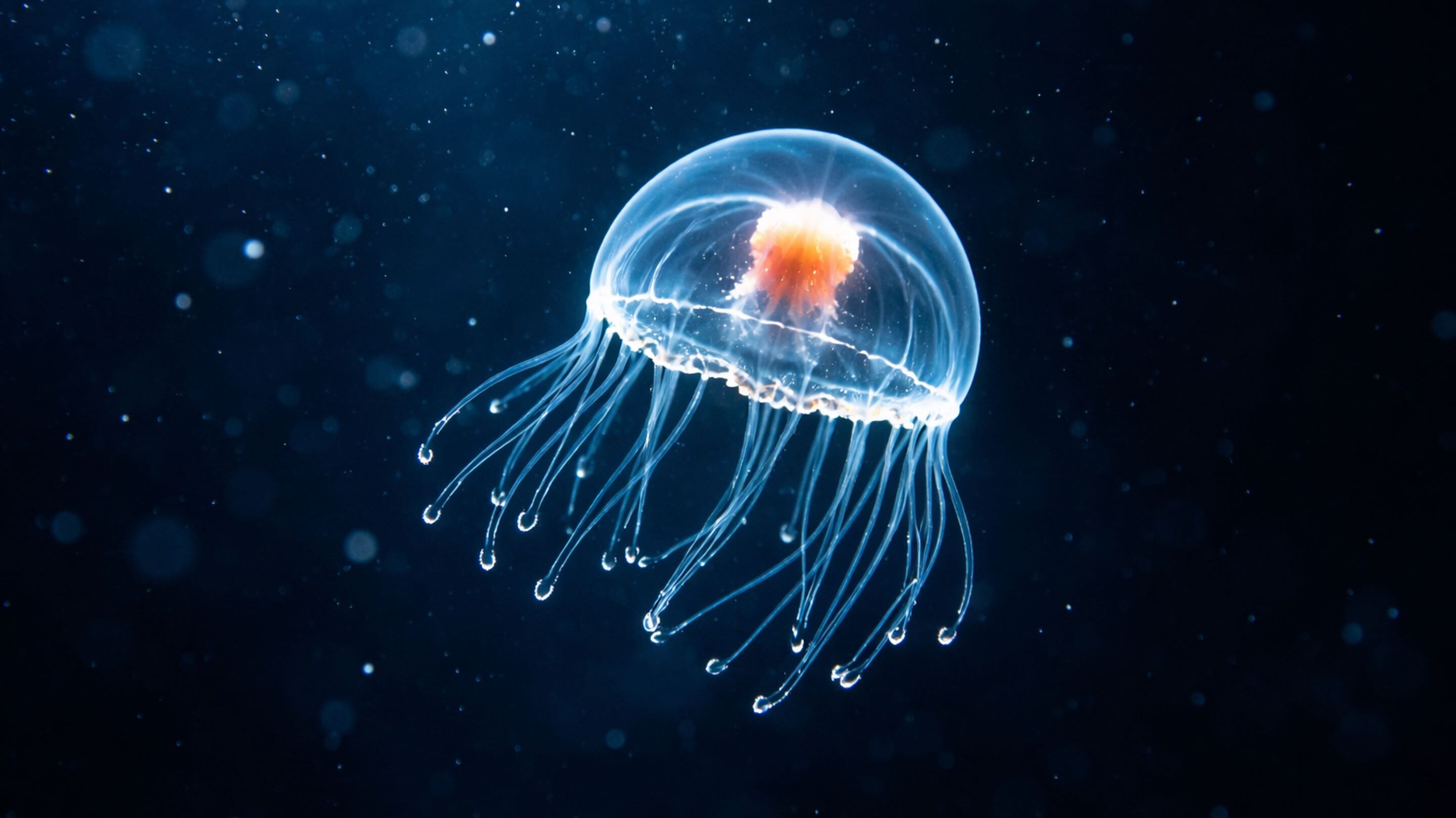 Existe um animal que não envelhece e ele pode evitar a morte de forma natural